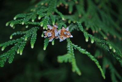 Thujopsis dolabrata - zeravinec japonský -plod